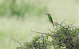 Blue-cheeked Bee-eater